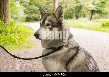 Husky cane al guinzaglio closeup ritratto in posizione di parcheggio Foto Stock