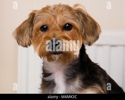 10-mese-vecchio cucciolo Yorkiepoo Foto Stock