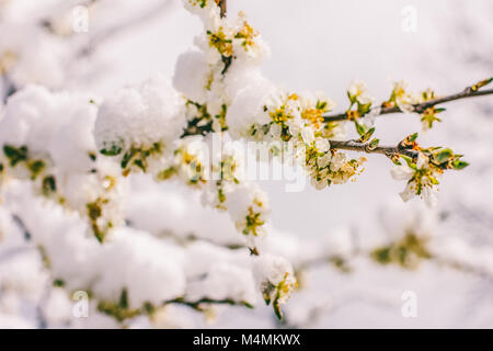 Fioritura a rami di un albero da frutto nella neve, messa a fuoco selettiva di piccole profondità di campo Foto Stock