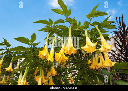 Giallo dell angelo arbusto a campana in fiore contro un cielo blu Foto Stock