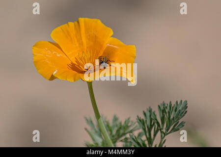 macro di un coleottero macchiato su un papavero dorato della california fiore e foglie su sfondo grigio e beige sfocato Foto Stock