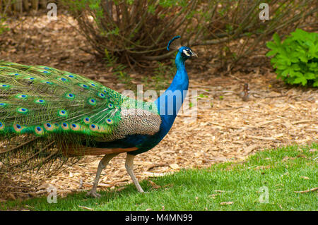 Vista laterale del peacock bird a piedi con le piume di coda non aperte Foto Stock