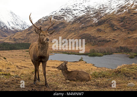 Wild Red Deer, Cervus Elaphus, feste di addio al celibato e Hind, maschio e femmina, in Glen Etive, Scozia, durante l'inverno, Foto Stock