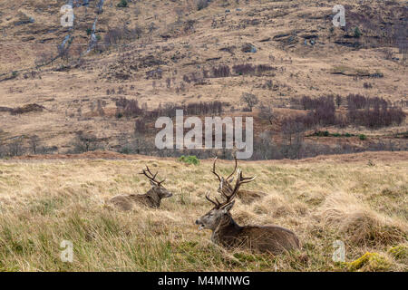 Tre wild Il cervo (Cervus elaphus) Cervi seduto in erba lunga in Glen Etive, Scozia, durante l'inverno. Foto Stock