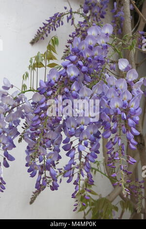 Il penduli racemi di purple Wisteria sinensis in piena fioritura Foto Stock