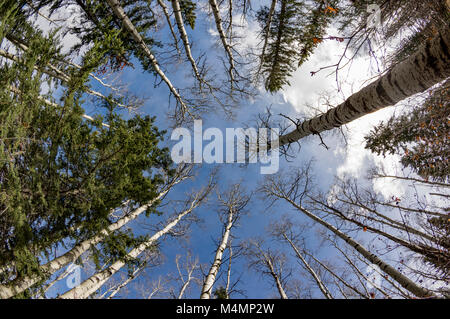 Guardando le cime dei boschi di latifoglie e conifere in una foresta contro il cielo in primavera. Foto Stock