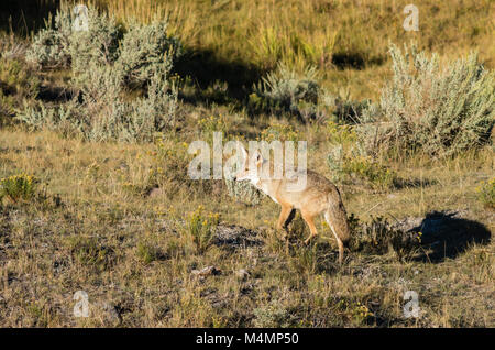 Coyote passando attraverso la ricerca del cibo. Parco Nazionale di Yellowstone, Wyoming. Foto Stock