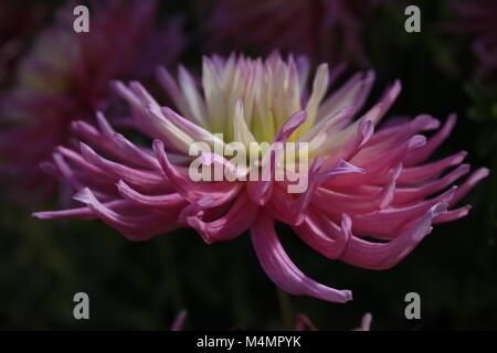 Rosa e fiore giallo, spider crisantemo preso in un giardino murato su un perfetto inglese giorni di autunno in Norfolk, un grazioso giardino cottage impostazione. Foto Stock