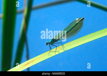 Libellula blu siede sulla foglia verde sopra l'acqua Foto Stock