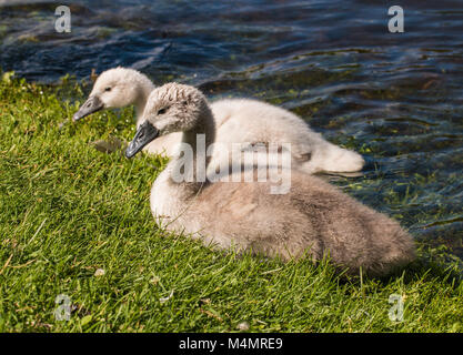 Due giovani cygnets del cigno nuotare in un lago Foto Stock