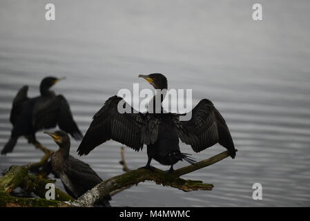 Cormorano asciugando le sue ali Foto Stock