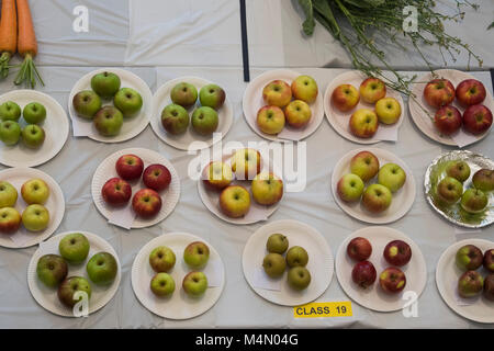 Piastre di mele fresche (4 ad una piastra) - voci visualizzate nel produrre la concorrenza, giardinieri' mostrano, Burley in Wharfedale, West Yorkshire, Inghilterra, Regno Unito. Foto Stock