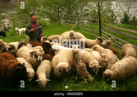 Gregge di pecore e pastore in Romania Foto Stock