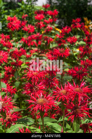 Un giardino di casa letto riempito con luminosa rossa Mondarda piante, Monarda didyma, chiamato anche Bee Balsamo, Oswego Tea e bergamotto. Foto Stock