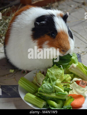 La cavia mangiare fresche insalate e verdure Foto Stock