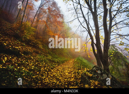 mulattiera nella foggy autunno foresta. Parco della Majella Natioal, Abruzzo, Italia, Europa Foto Stock