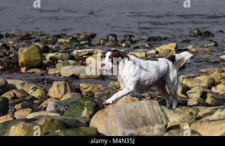 Cani giocando a Kimmeridge Foto Stock