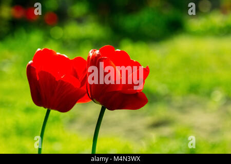 Due bellissimi tulipani rossi con boccioli di fiore su uno sfondo verde Foto Stock