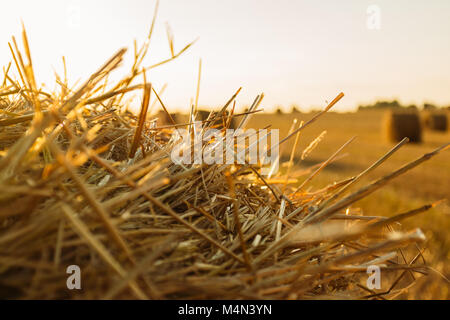 Paglia secca close-up in golden la luce del tramonto Foto Stock