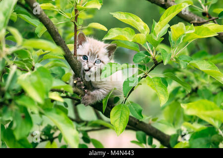 Gattino con ayes blu su albero Foto Stock