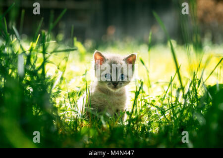 Gattino con ayes blu in erba verde Foto Stock