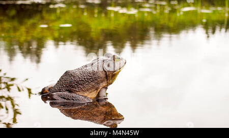 Bella bull rana che rilassa sul bordo di un lago Foto Stock