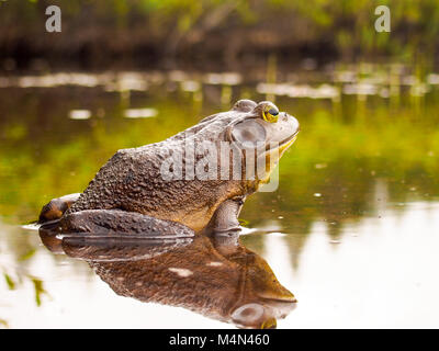 Bella bull rana che rilassa sul bordo di un lago Foto Stock