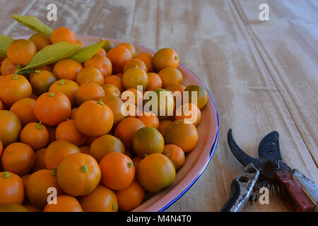 Limau Kasturi, noto anche come Kalamansi o Calamondin, (nome scientifico: Citrus microcarpa), un piccolo e rotondo, di colore arancio lime. Foto Stock