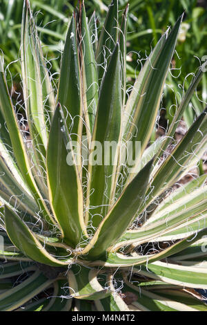 Regina del filo bianco-foglia di agave (Agave schidigera Shira ito no Ohi). Chiamato regina del filo bianco secolo impianto e filettatura Vaiegated-foglia di agave anche Foto Stock
