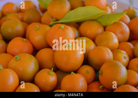 Limau Kasturi, noto anche come Kalamansi o Calamondin, (nome scientifico: Citrus microcarpa), un piccolo e rotondo, di colore arancio lime. Foto Stock