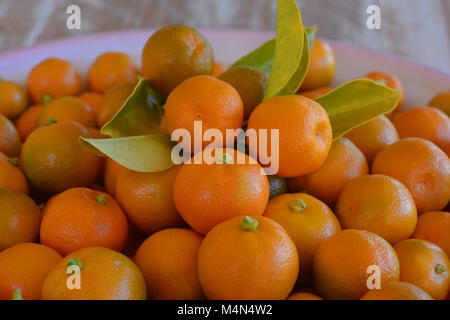 Limau Kasturi, noto anche come Kalamansi o Calamondin, (nome scientifico: Citrus microcarpa), un piccolo e rotondo, di colore arancio lime. Foto Stock