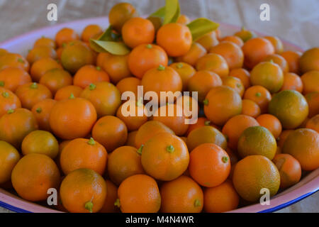 Limau Kasturi, noto anche come Kalamansi o Calamondin, (nome scientifico: Citrus microcarpa), un piccolo e rotondo, di colore arancio lime. Foto Stock