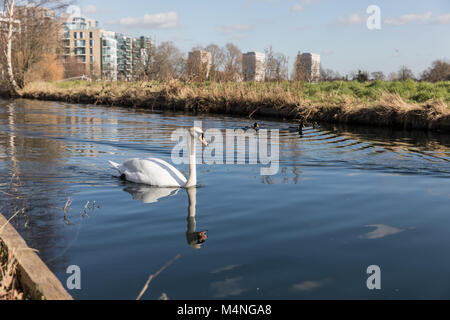 Londra. Xvii Feb, 2018. Regno Unito Meteo. Bel tempo in Hackney, Londra, UK, 17 febbraio 2018. Cigni nell'idrovia accanto al serbatoio del West, Stoke Newington. Credito: carol moiré/Alamy Live News Foto Stock