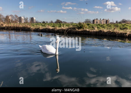 Londra. Xvii Feb, 2018. Regno Unito Meteo. Bel tempo in Hackney, Londra, UK, 17 febbraio 2018. Cigni nell'idrovia accanto al serbatoio del West, Stoke Newington. Credito: carol moiré/Alamy Live News Foto Stock