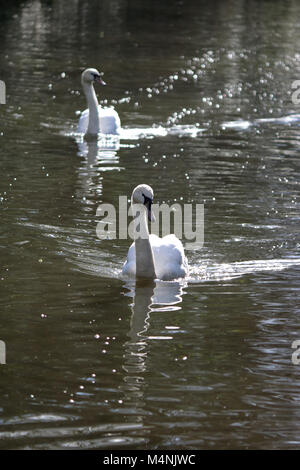 Ceneri Vale, Surrey, Inghilterra. 17 febbraio 2018. Due cigni sul Basingstoke Canal a Ash Vale, Surrey. Credito: Julia Gavin/Alamy Live News Foto Stock