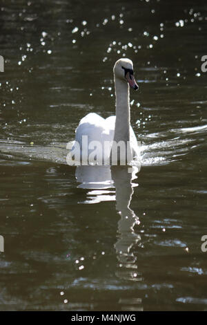 Ceneri Vale, Surrey, Inghilterra. 17 febbraio 2018. Un cigno sul Basingstoke Canal a Ash Vale, Surrey. Credito: Julia Gavin/Alamy Live News Foto Stock