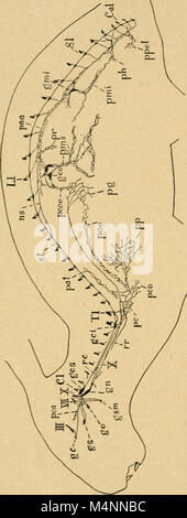 Bensley pratico dell anatomia del coniglio - un laboratorio elementare libro di testo di anatomia di mammifero (1948) (19741745664) Foto Stock