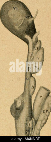 Bensley pratico dell anatomia del coniglio - un laboratorio elementare libro di testo di anatomia di mammifero (1948) (20338230566) Foto Stock