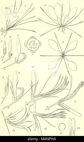 Berichte der Deutschen Botanische Gesellschaft (1886) (20366729655) Foto Stock