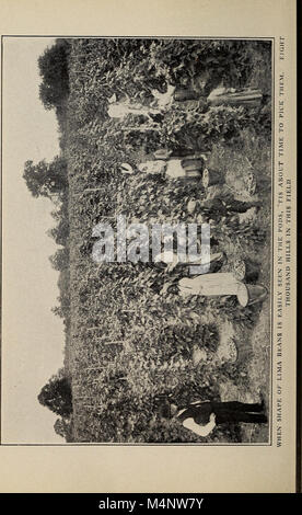 Biggle giardino prenota; verdure, piccoli frutti e fiori per piacere e per il profitto (1908) (14598380837) Foto Stock