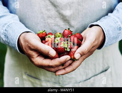 Manciata di strawberies freschi, detenute da un agricoltore di indossare un grembiule Foto Stock