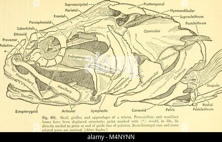 Biologia dei vertebrati - uno studio comparativo dell'uomo e i suoi alleati degli animali (1949) (19763281593) Foto Stock