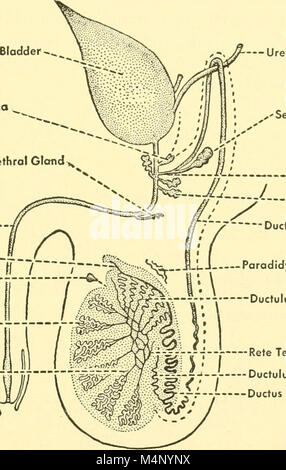 Biologia dei vertebrati - uno studio comparativo dell'uomo e i suoi alleati degli animali (1949) (20195953650) Foto Stock