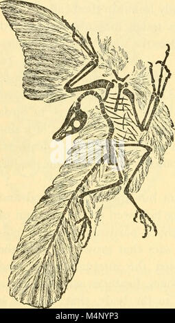 Biologia dei vertebrati - uno studio comparativo dell'uomo e i suoi alleati degli animali (1949) (20196650709) Foto Stock