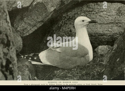 "Bird-Lore" (1907) è un periodico dedicato all'ornitologia, incentrato sulle specie di uccelli, la migrazione, il comportamento e la conservazione. Comprende relazioni e studi volti a migliorare la conoscenza degli uccelli in Nord America. Foto Stock