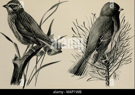 Birdcraft - un campo libro di duecento canzone, di gioco e di uccelli acquatici (1897) (14728731816) Foto Stock