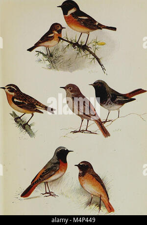 Uccelli nel loro tormenta, dal compianto C. A. Johns (1909) (14749202301) Foto Stock