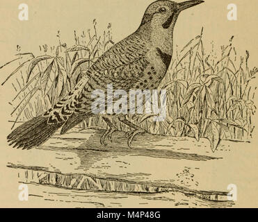 Gli uccelli di un Maryland Farm - un locale studio economico di ornitologia (1902) (14753147504) Foto Stock