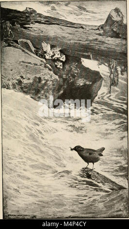 Gli uccelli della California; un'introduzione a più di trecento comune uccelli dello stato e isole adiacenti (1912) (14568622600) Foto Stock