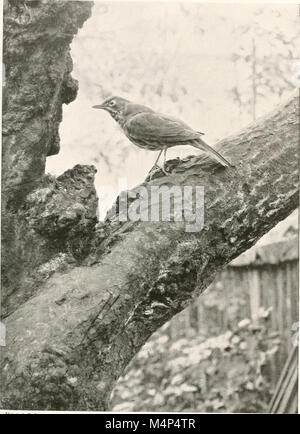 Gli uccelli di altre terre, rettili, pesci, giuntati animali e forme inferiori; (1917) (14562541077) Foto Stock